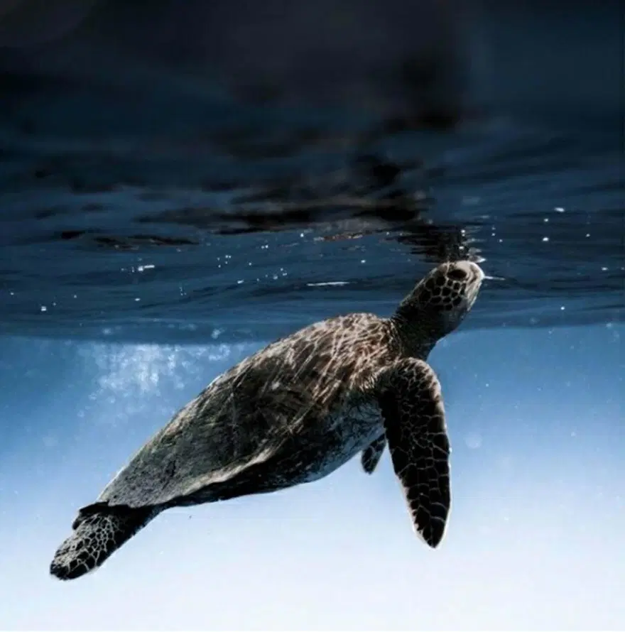 56 caretta carettadan haber yok 