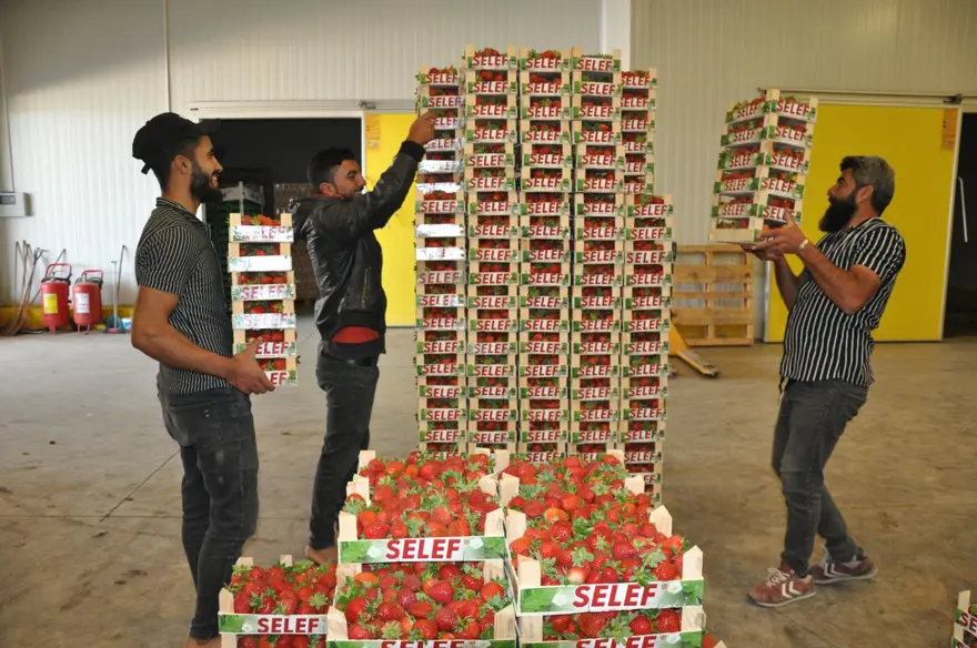 &quot;ÇİLEK İHRACATIMIZ DEVAM EDİYOR&quot; 2