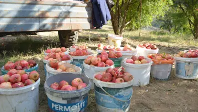 Bahçelerde "deve dişi" hareketliliği: "İçine kurt girmeyen tek meyve"
