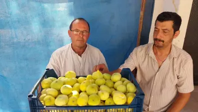 Altın yılını yaşıyor: Kilosu 150 lira