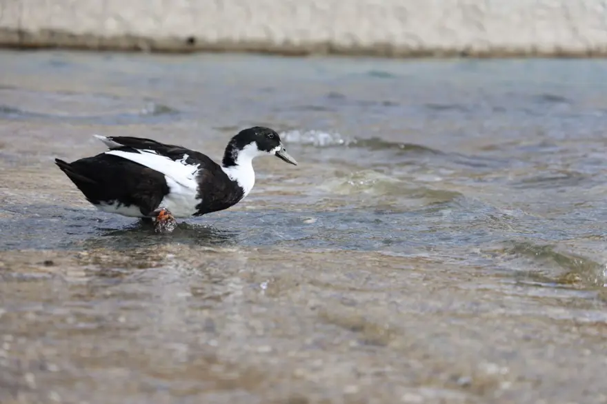 Keban Baraj Gölü'nde zengin fauna çeşitliliği 2