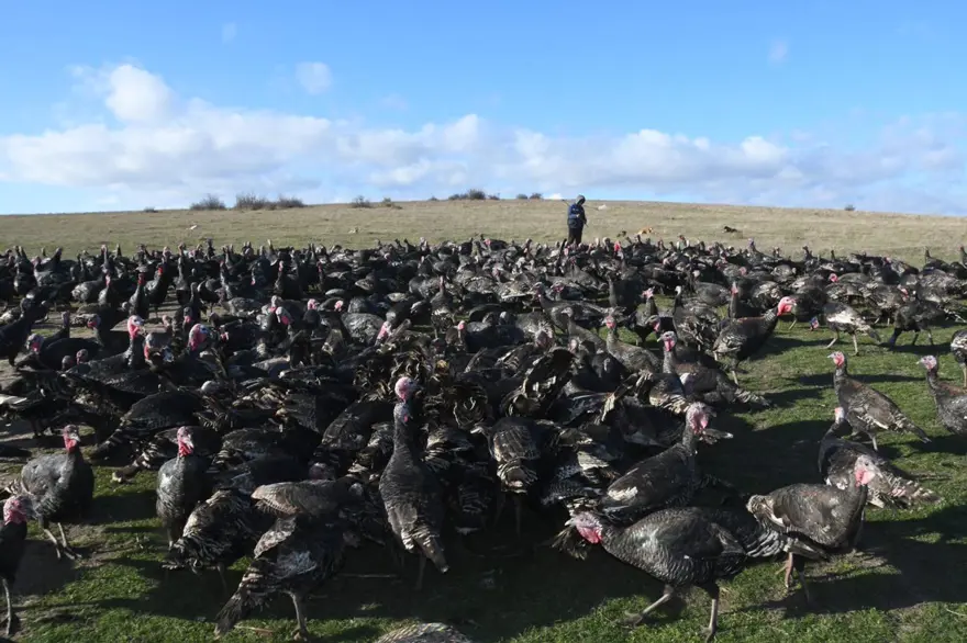 Yılbaşı hindileri satışa çıktı (Fiyatı kaç lira olacak?) 2