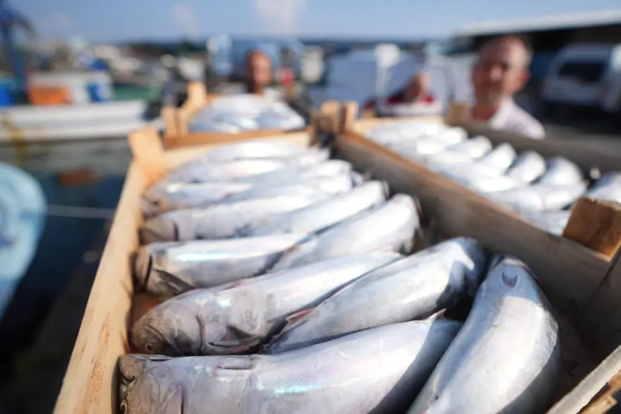 Balıkçıların tezgahları palamut ile doldu 6