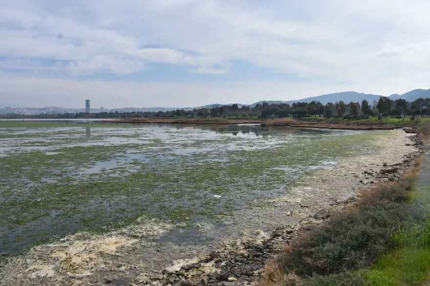 Çakalburnu Lagünü için kritik deniz marulu uyarısı: Son 2 yıldır marullar hiç kalkmadı 4 Çakalburnu Lagünü için kritik deniz marulu uyarısı: Son 2 yıldır marullar hiç kalkmadı 4