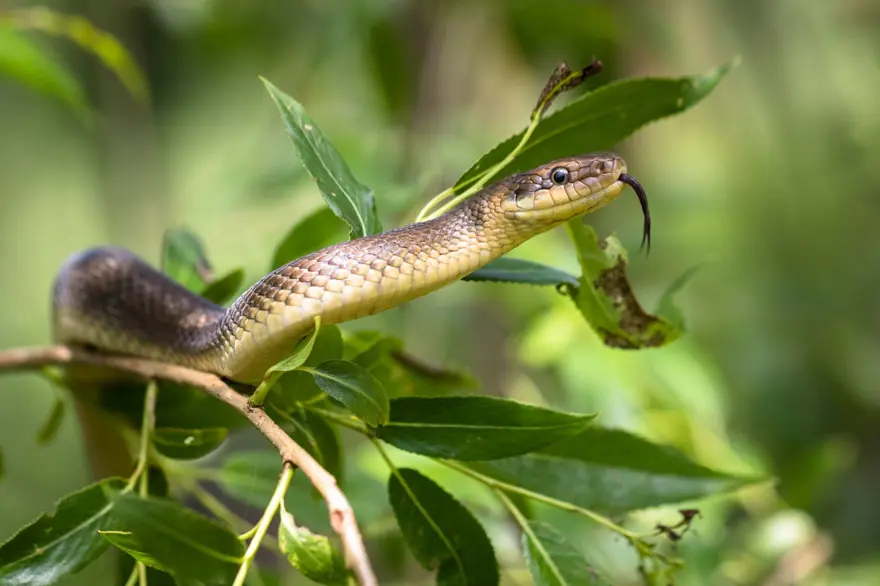 KENDİNİ SOKAN YILANI ISIRDI 6