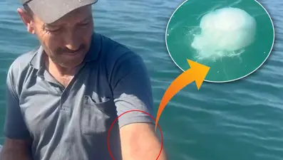 Körfezi zehirli denizanası sardı: Dokunanı yakıyor!
