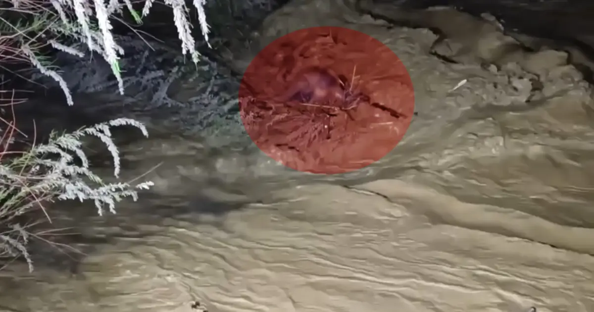 Taşan çayın sularına kapıldı. 4 saatlik operasyonla kurtarıldı