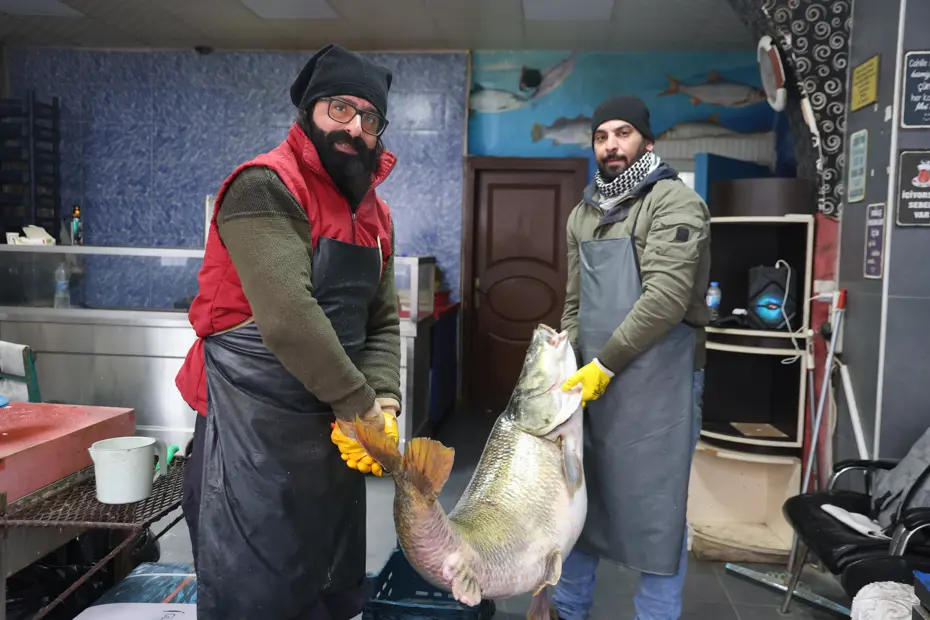 Bu balığı iki kişi zor taşıdı. 39 bin lira değerindeki dev turna Elazığ'da yakalandı