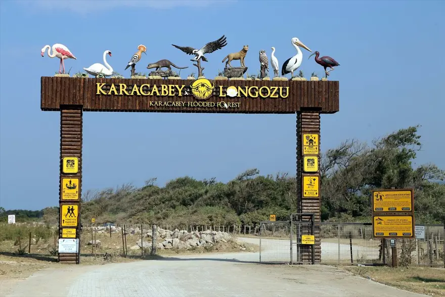 Deniz ile ormanın kucaklaştığı Karacabey Longozu'nda sonbahar renkleri 2
