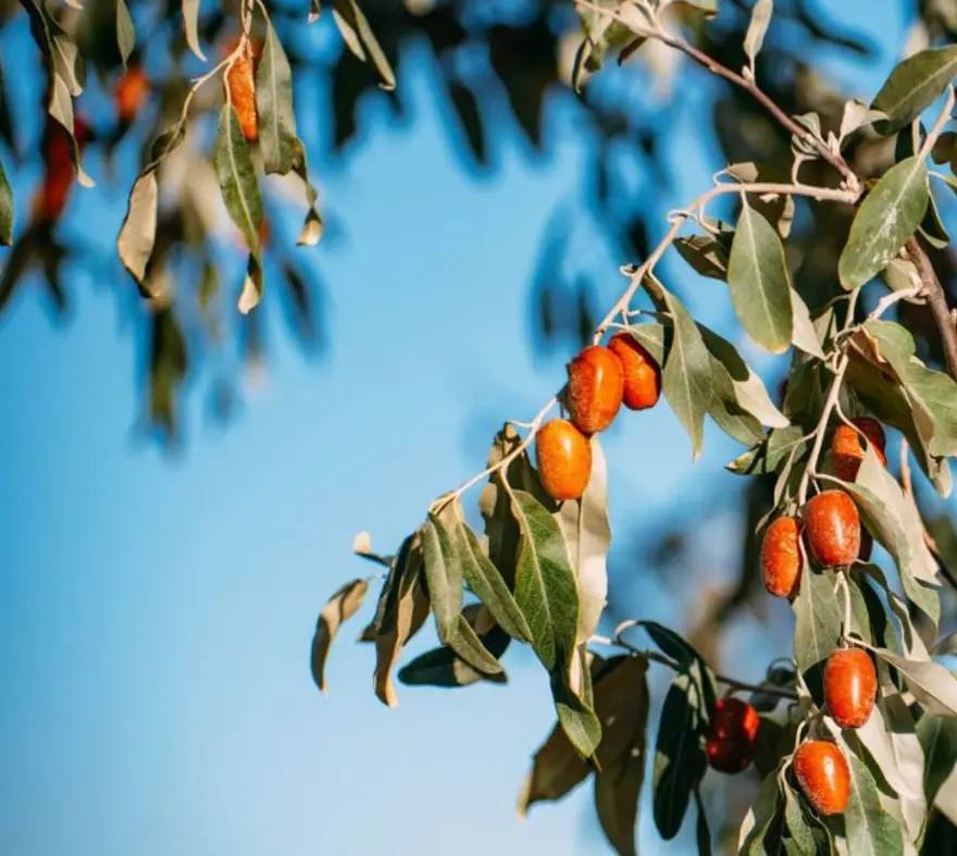 Türkiye'nin her yerinde doğal olarak yetişiyor! Kan şekerini dengeleyip kalbi ve damarları koruyor: Potasyum ve kalsiyum zengini Türkiye'nin her yerinde doğal olarak yetişiyor! Kan şekerini dengeleyip kalbi ve damarları koruyor: Potasyum ve kalsiyum zengini