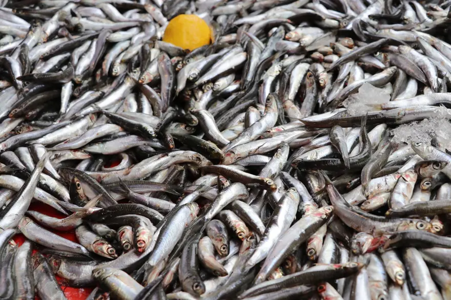 Balık tezgahlarında hamsi bolluğu 