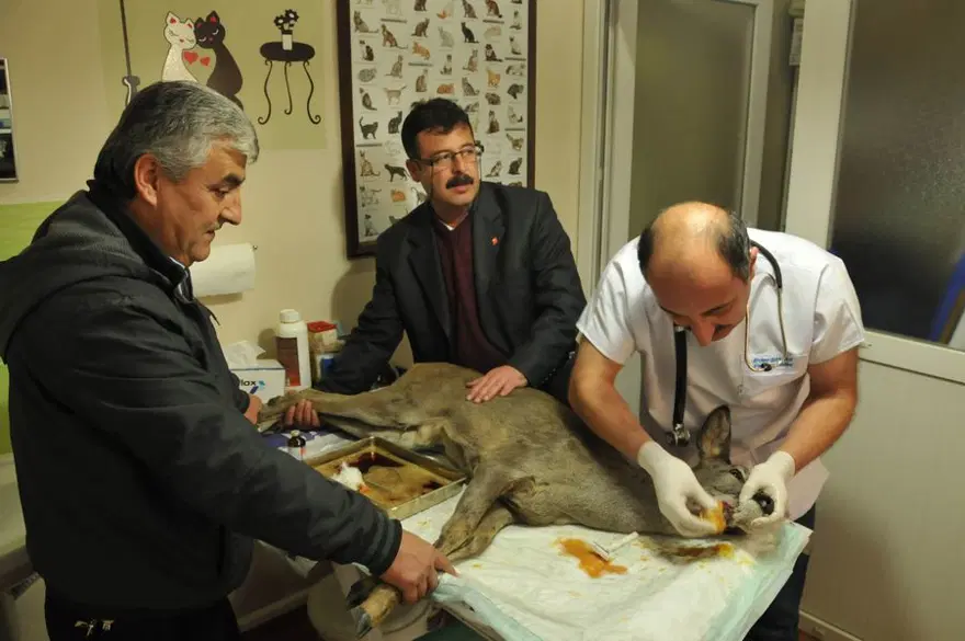 Yavru karaca tedavi edildi 3 Yavru karaca tedavi edildi 3