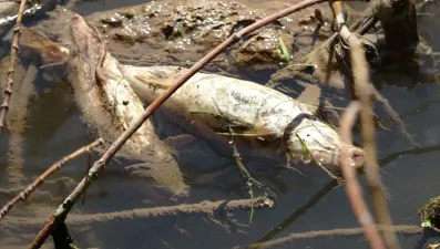 Kızılırmak'ta korkutan balık ölümleri