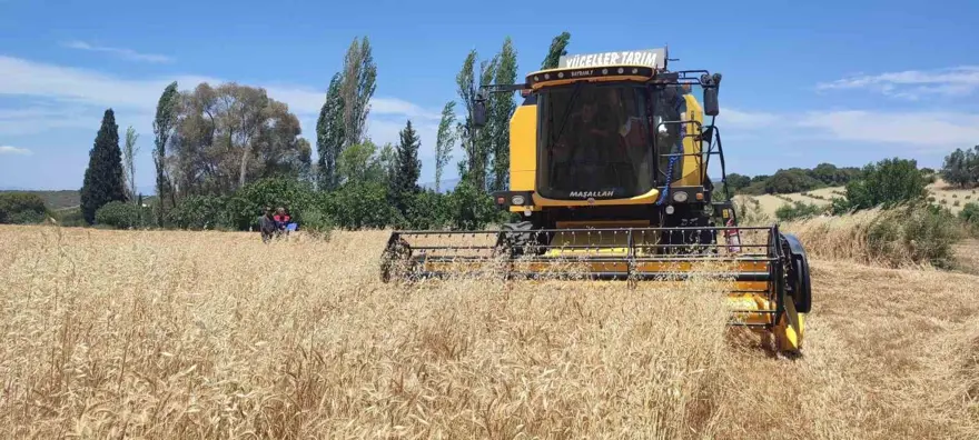 2025 BUĞDAY VE ARPA FİYATI NE KADAR OLDU? 1 2025 BUĞDAY VE ARPA FİYATI NE KADAR OLDU? 1