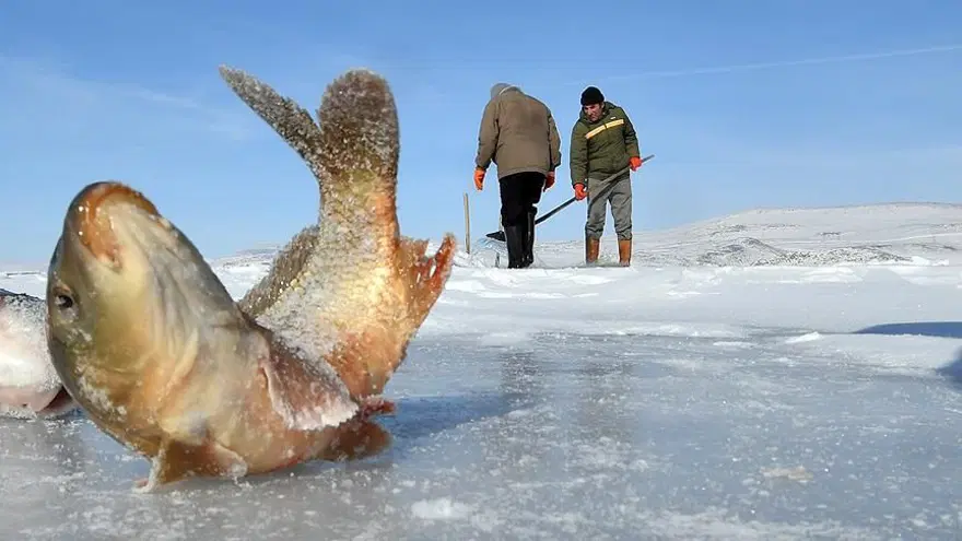 Donan Çıldır Gölü'nde Eskimo usulü balık avı 11