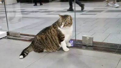 7 yaşındaki "Dombili" diyet yapamıyor: "Biri kıymalı pidenin kıymasını, diğeri köfte veriyor"