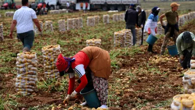 Tarlada kilosu 24 lira: Hasat başladı, yurt dışına da gönderilecek