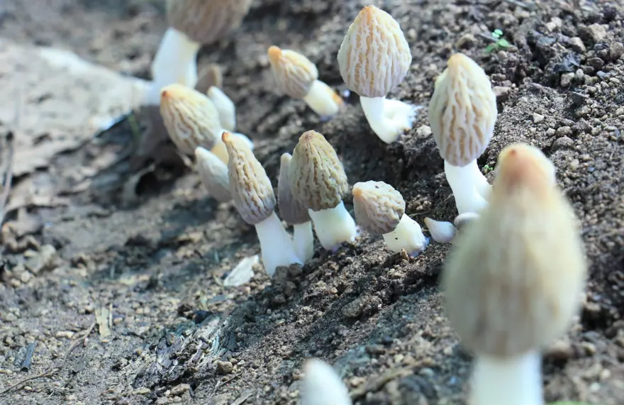 Kuzugöbeği mantarı, Türkiye’de ilk defa üretildi: Tazesinin kilosu 400, kurusu 3 bin lira 7 Kuzugöbeği mantarı, Türkiye’de ilk defa üretildi: Tazesinin kilosu 400, kurusu 3 bin lira 7