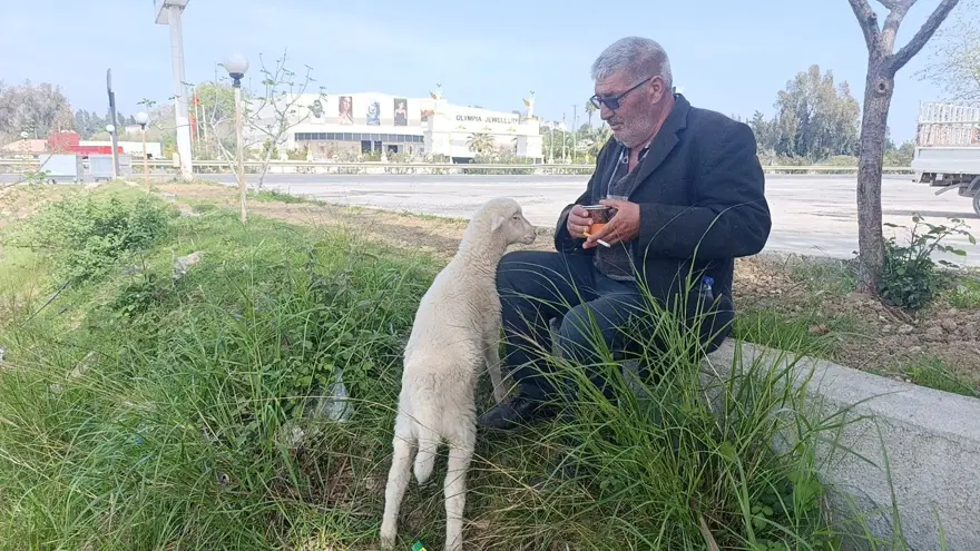 Yavru kuzu sahibinin peşinden bir an olsun ayrılmıyor: ''Ben nereye, koruma oraya'' 3 Yavru kuzu sahibinin peşinden bir an olsun ayrılmıyor: ''Ben nereye, koruma oraya'' 3