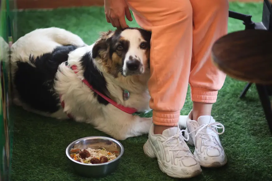 Dünyanın ilk köpek restoranı Bolivya'da açıldı 2