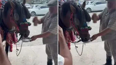 Düğünde tepki çeken görüntüler: Bira verilen at alkol bağımlısı olmuş