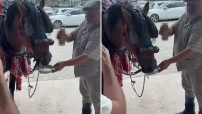 Düğünde tepki çeken görüntüler: Bira verilen at alkol bağımlısı olmuş