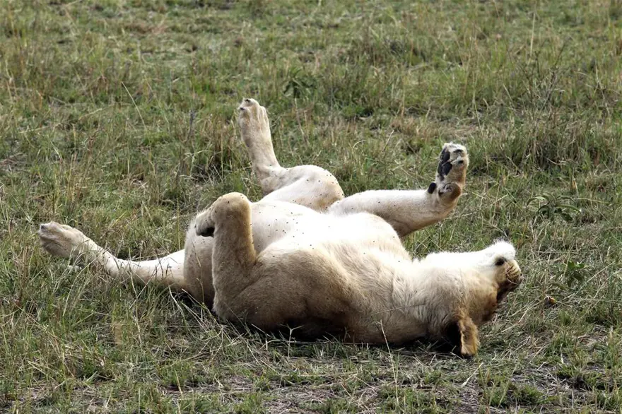 'Doğanın gözyaşı' 4