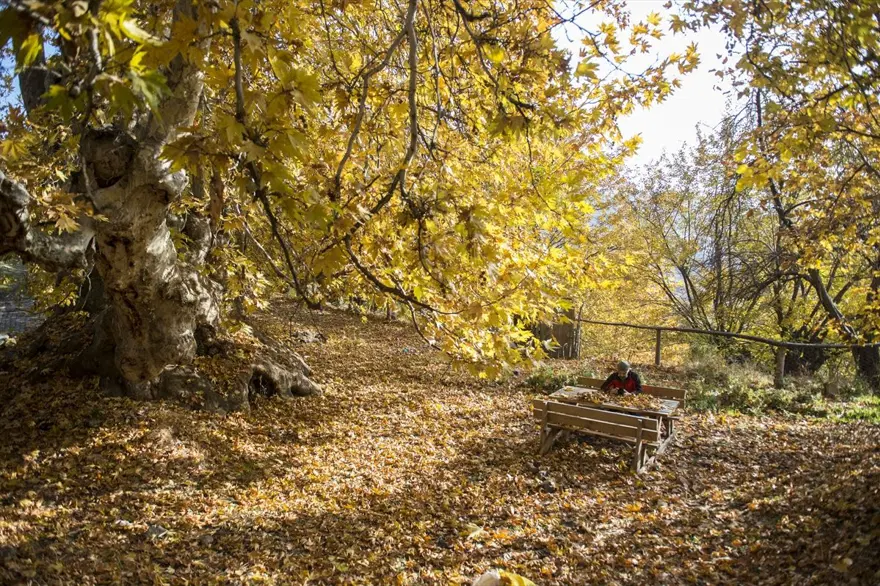 Tunceli'nin dağlarında kış, ovalarında sonbahar havası yaşanıyor 9 Tunceli'nin dağlarında kış, ovalarında sonbahar havası yaşanıyor 9