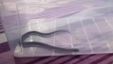 Dördüncü katta çocuk odasından çıktı: Diyarbakır'da yılan paniği