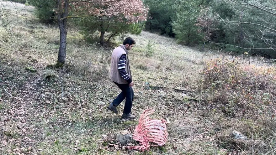 750 yıllık safkan hayvanları kurşuna dizdiler 2