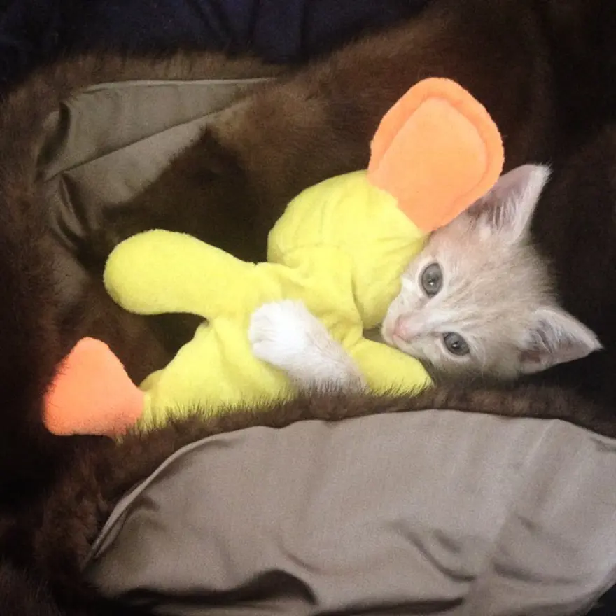 Hayatını kedileri kurtarmaya adadı 42