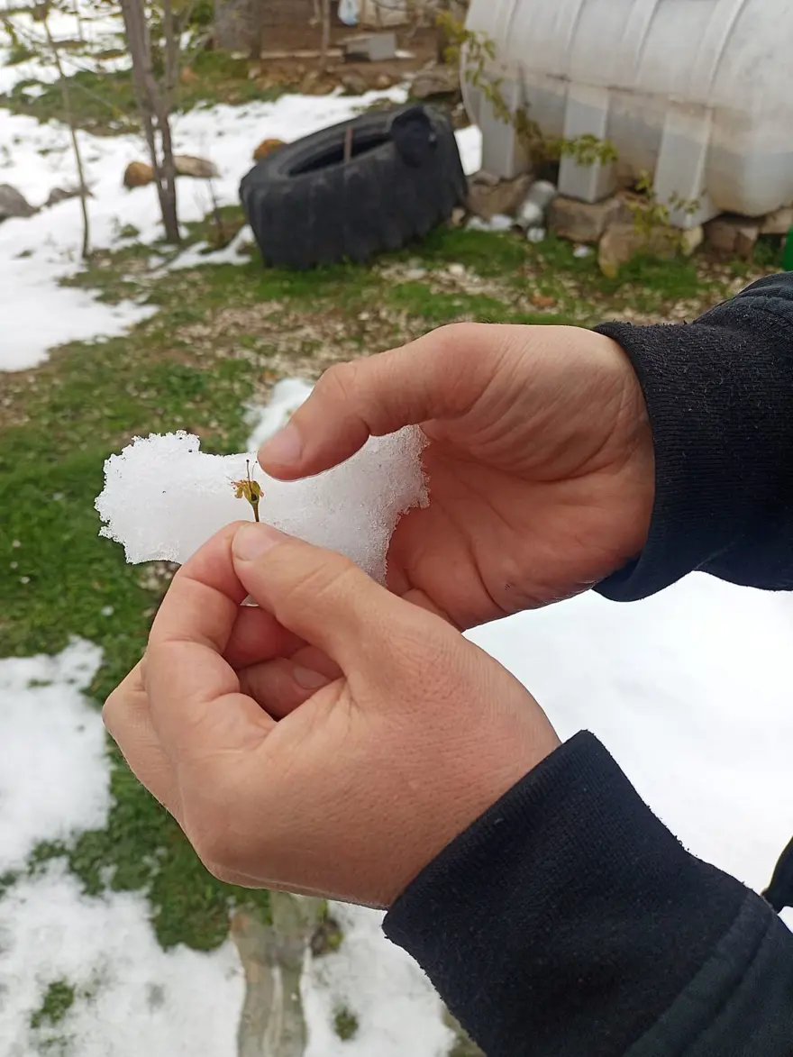 Samsun'da 'zirai don' etkisi; fındıkta zarar, 3 ürün de tehlikede 3