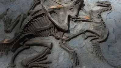 Dinozorda kanser tespit edildi