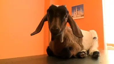 Çek Cumhuriyeti'nde keçi-koyun melezi doğdu