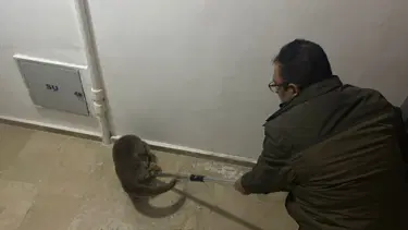 Sivas'ta yolunu kaybeden su samuru apartmana girdi