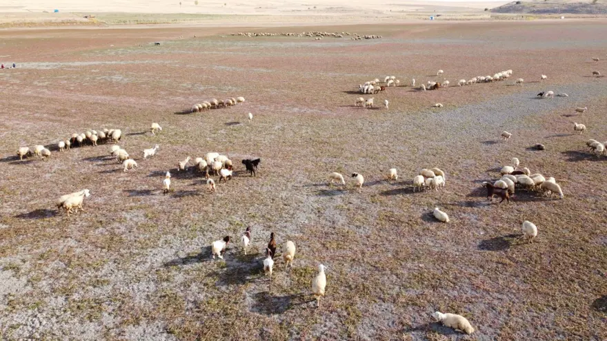 Kuraklığın vahim tablosu: Toprak çatladı, hayvanlar otlatılıyor 4