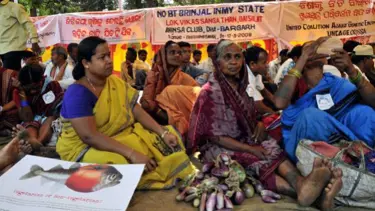 "GDO'lu patlıcana izin yok"