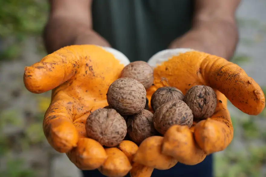 Altın topraklarda hasat başladı! Kendiliğinden yetişiyor, dalından koparılarak toplanıyor 3