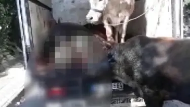 Kapalı kasa kamyonette havasız kalan kurbanlıklar öldü