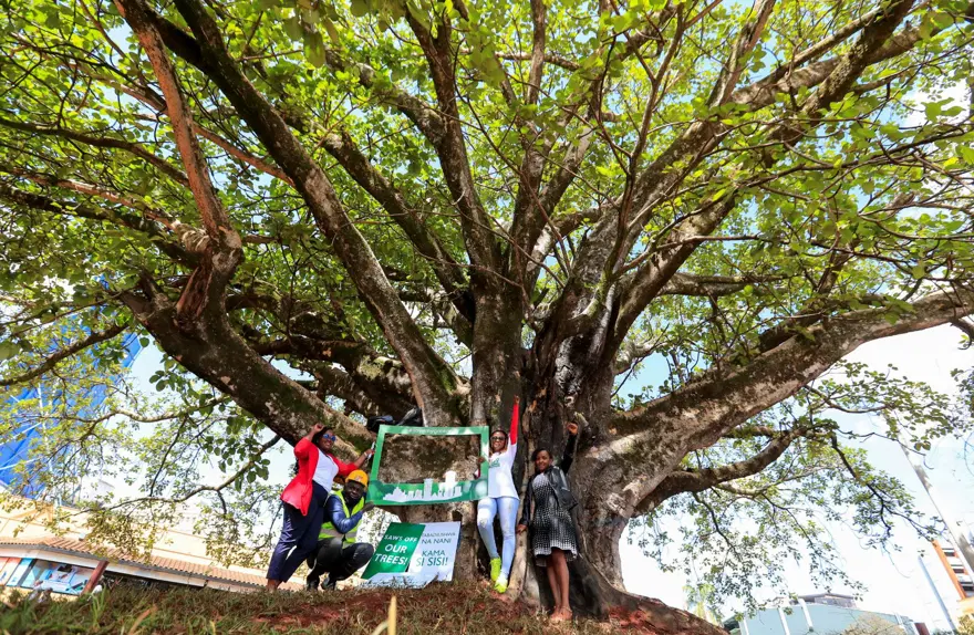 Kenya'da 100 yıllık ağaç için kararname çıkarıldı 2