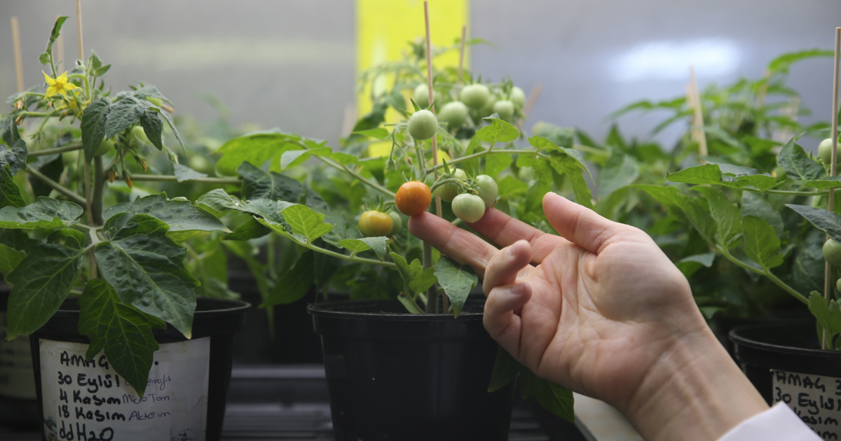 Türk bilim insanları, Ay ve Mars şartlarında domates yetiştirdi
