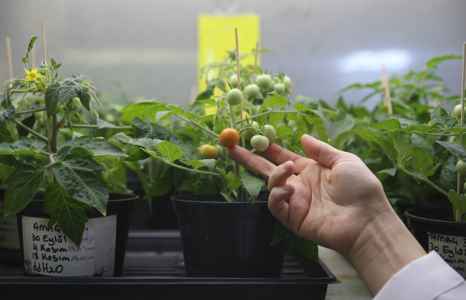 Türk bilim insanları, Ay ve Mars şartlarında domates yetiştirdi