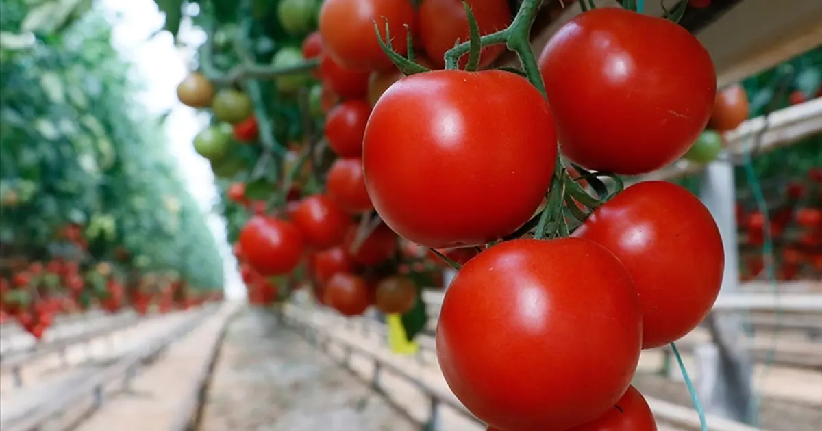 2 trilyon doları yönetiyordu, şimdi domates satacak