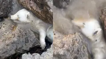 Sakarya'da kutup ayısı alarmı! Gerçek sonradan anlaşıldı