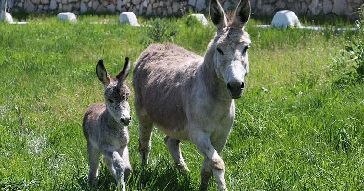 TÜİK verileri açıkladı. At, eşek ve katır sayısında büyük düşüş