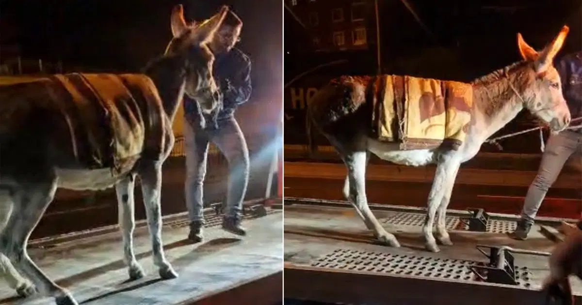 Ankara’da şaşırtan olay. Başıboş eşeği çekiciyle otoparka götürdüler