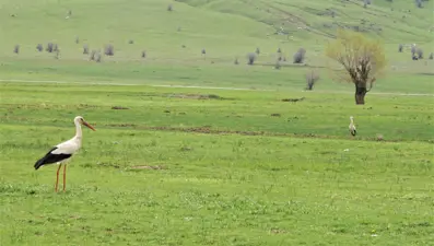 Leylekler Muş Ovası’na döndü