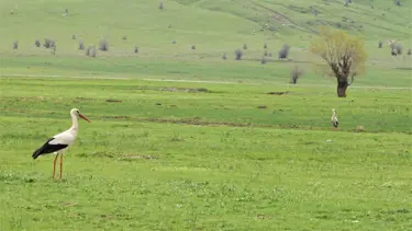 Leylekler Muş Ovası’na döndü