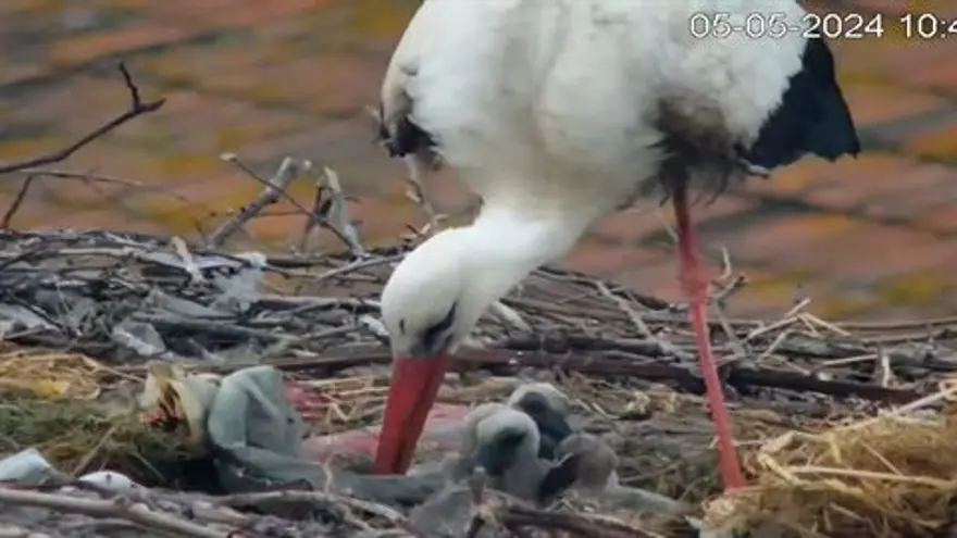 Yaren leylek ile eşi Nazlı, 4 yavrusundan 2’sini kaybetti 3