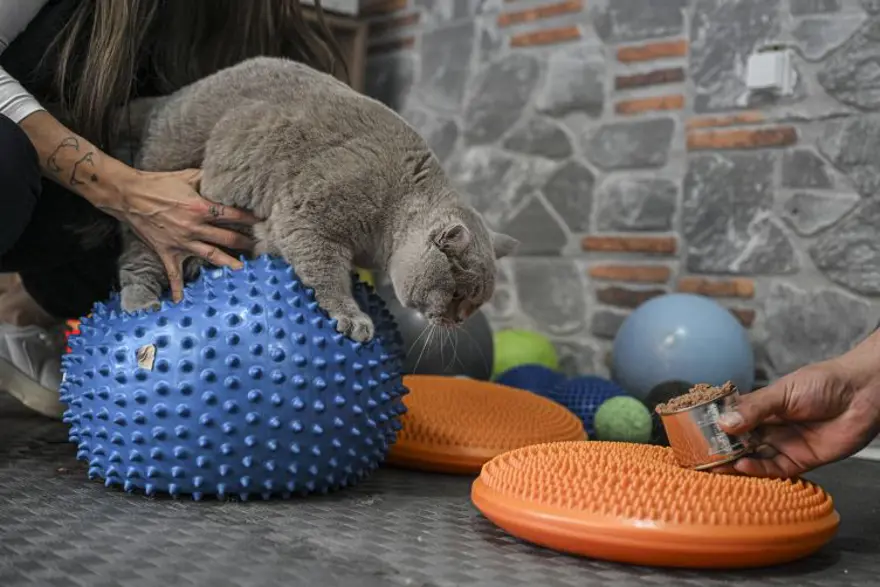Obez kedi "Şiraz" pilates yaparak ve yüzerek zayıflıyor 5 Obez kedi "Şiraz" pilates yaparak ve yüzerek zayıflıyor 5